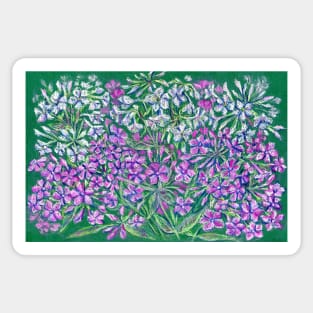 Pink phloxes flowers Sticker